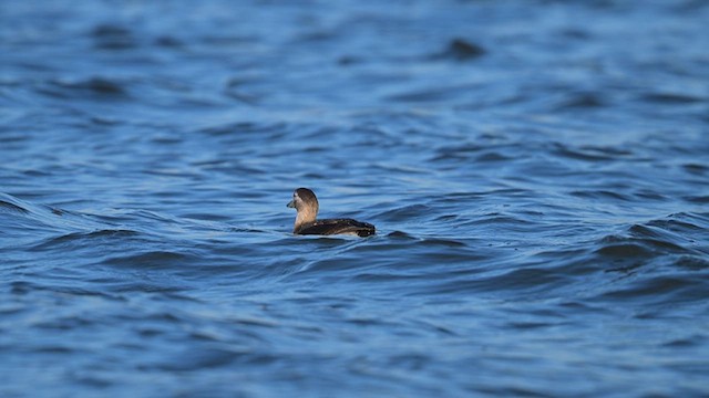Long-tailed Duck - ML627073841