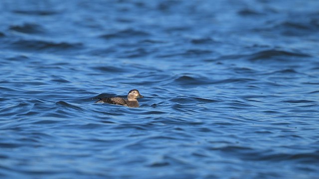 Long-tailed Duck - ML627073849
