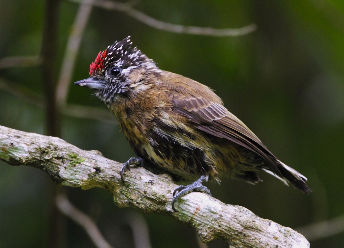 Mottled Piculet - ML627073919