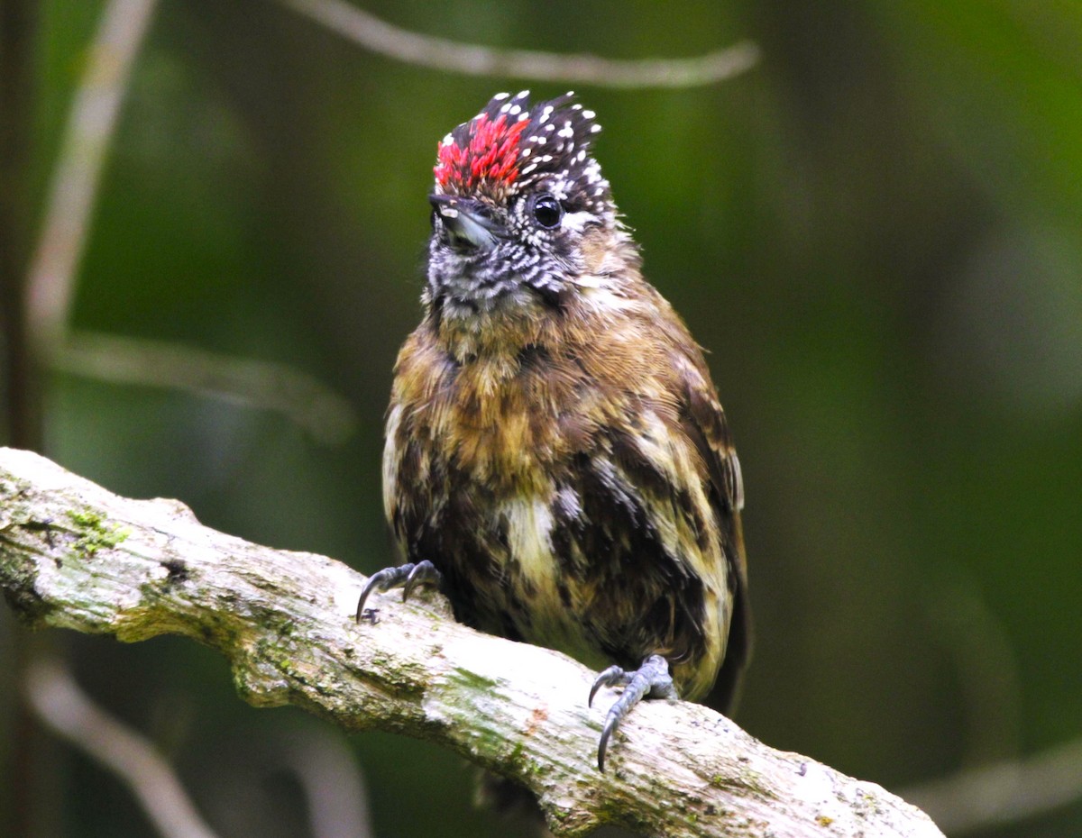 Mottled Piculet - ML627073922