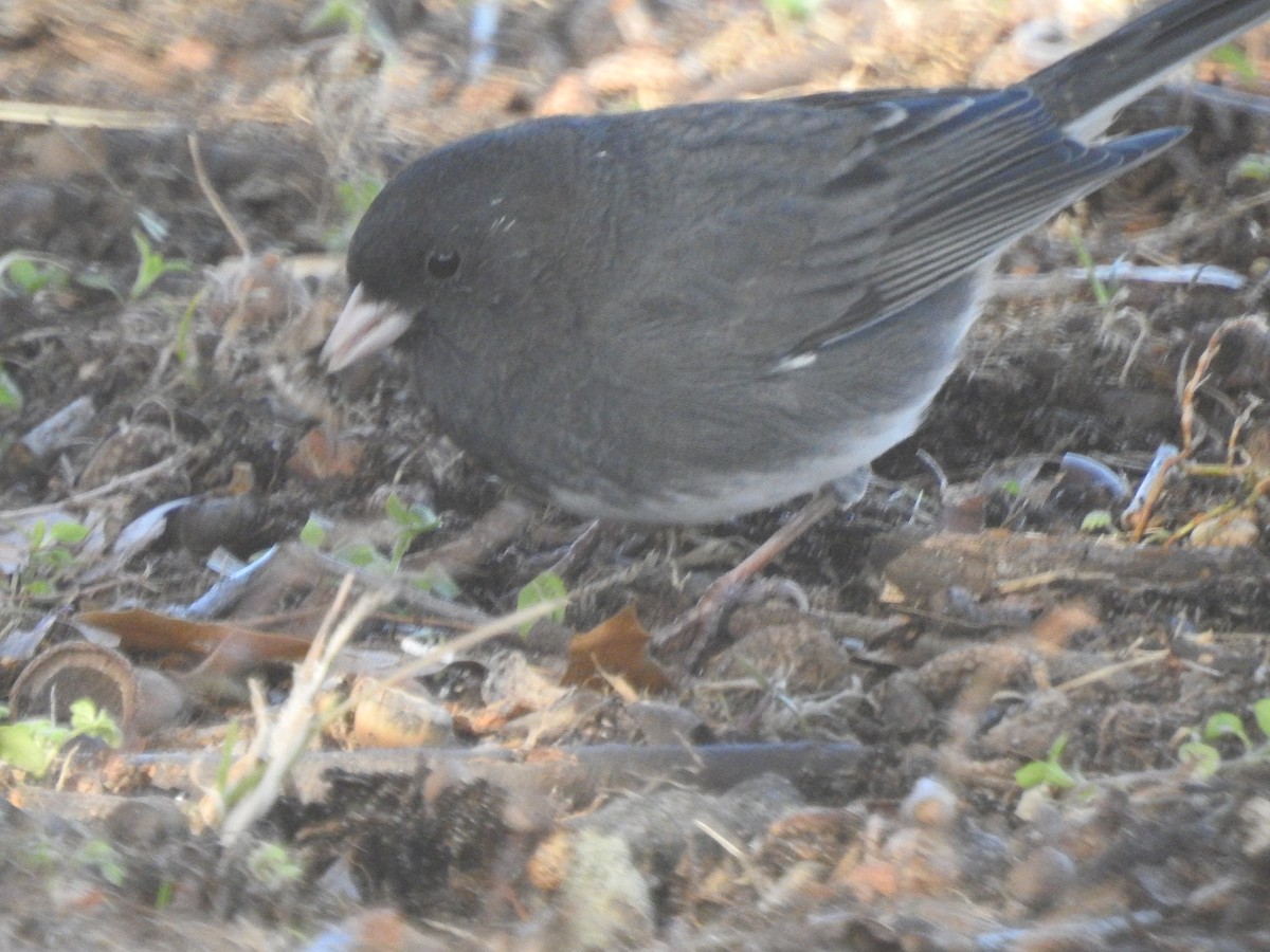 Dark-eyed Junco - ML627074000