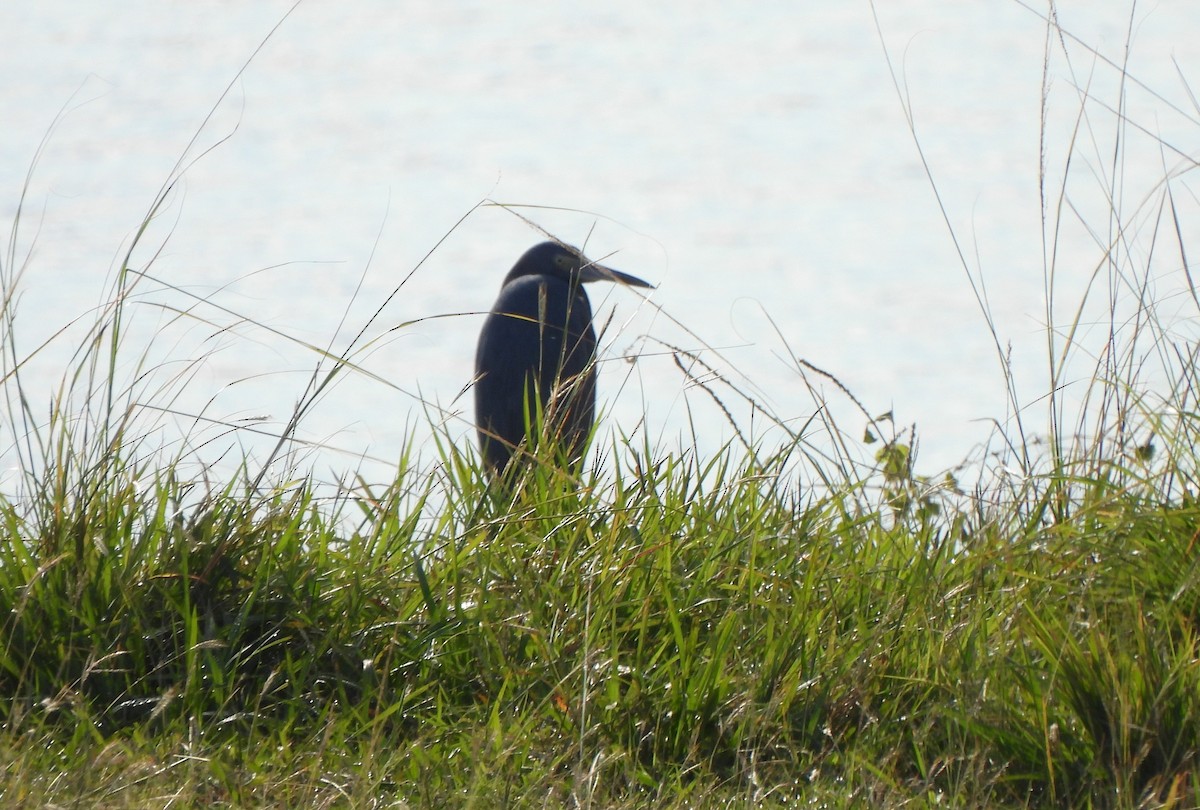 Little Blue Heron - ML627074031