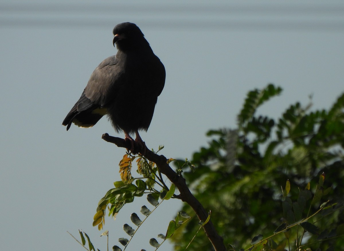 Snail Kite - ML627074038