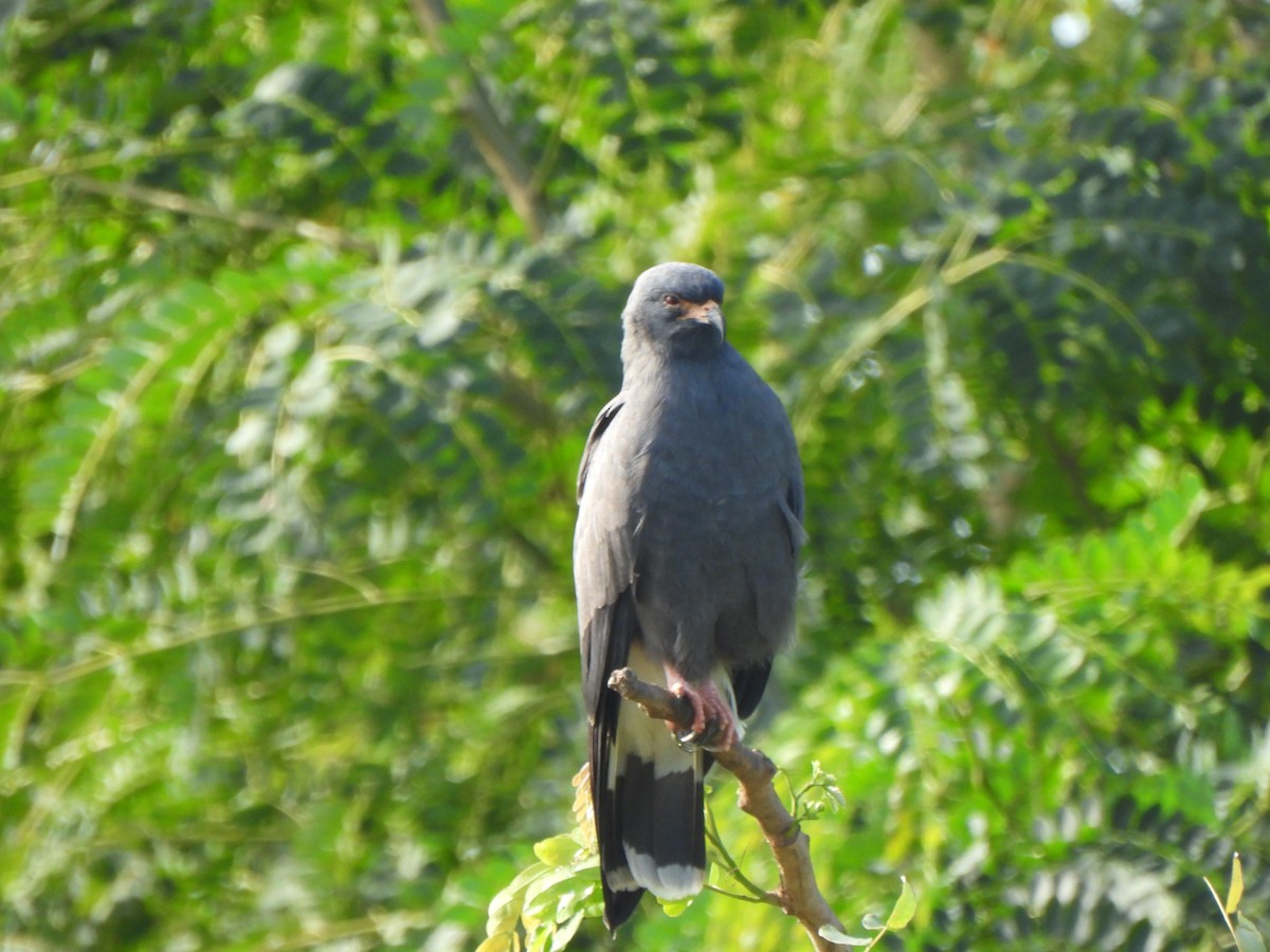 Snail Kite - ML627074039