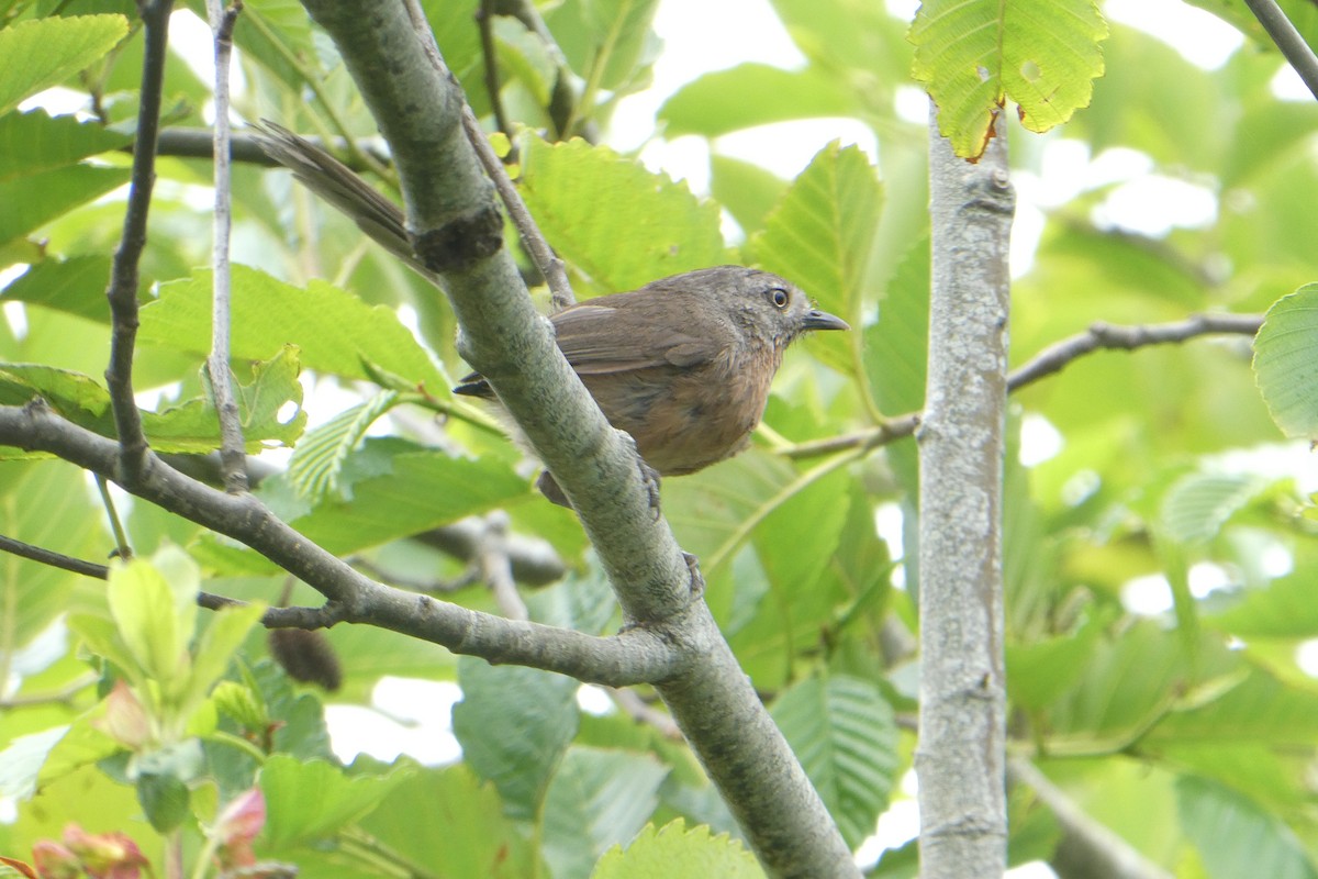 Wrentit - ML627074047