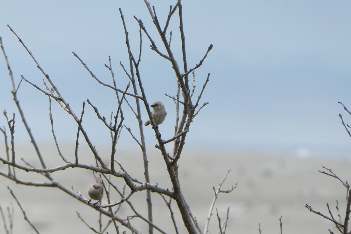 Bushtit - ML627074054