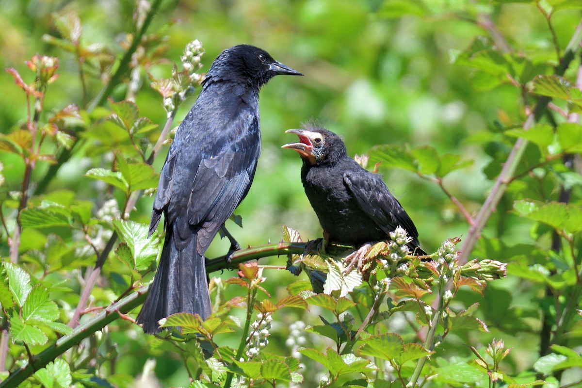 Austral Blackbird - ML627074073