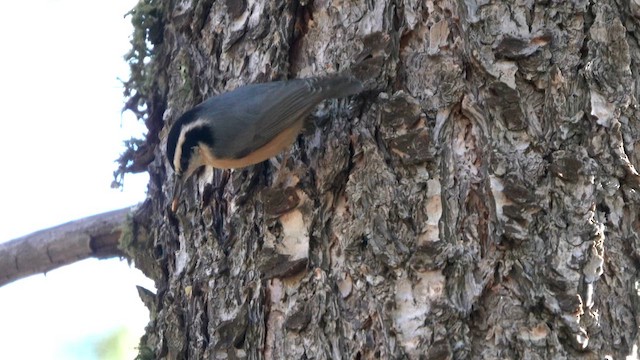 Red-breasted Nuthatch - ML627074154