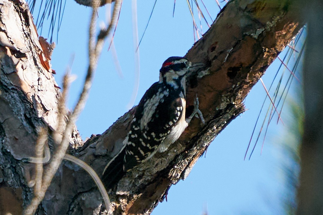 Hairy Woodpecker - ML627074748