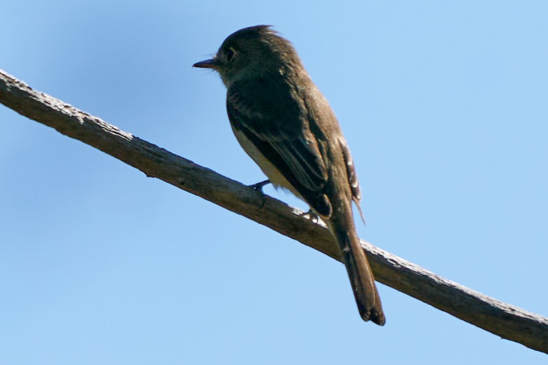 Cuban Pewee - ML627074760