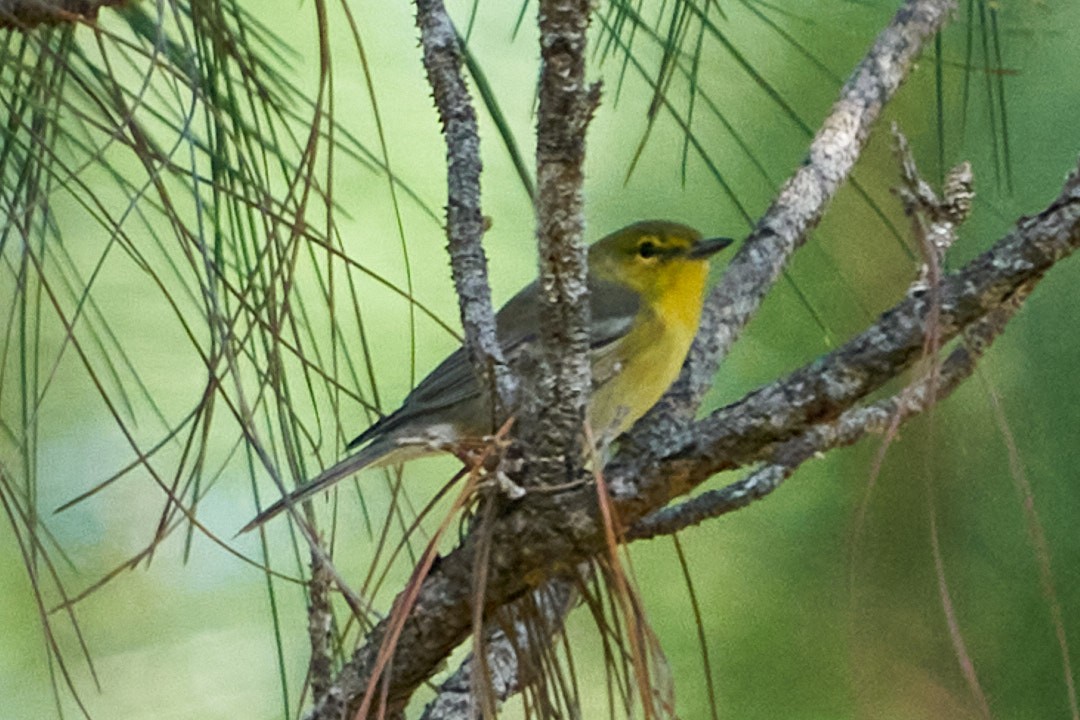 Pine Warbler - ML627074779