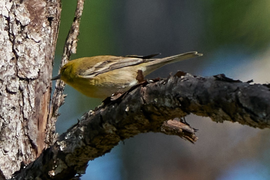 Pine Warbler - ML627074780