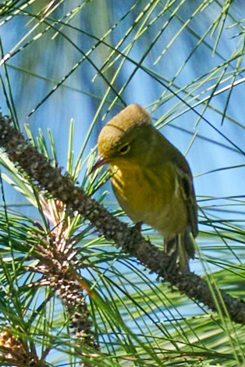 Pine Warbler - ML627074781