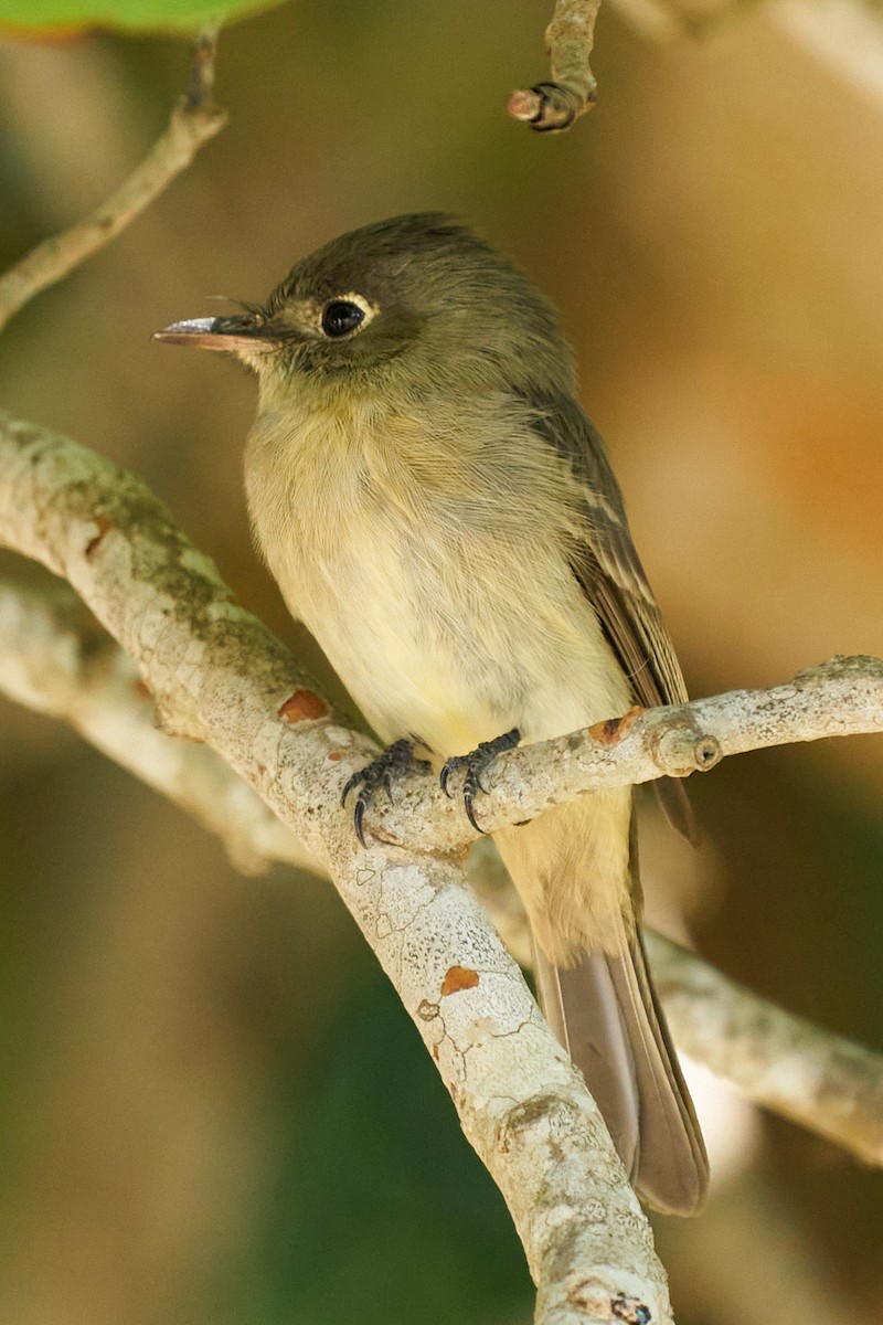 Cuban Pewee - ML627074812