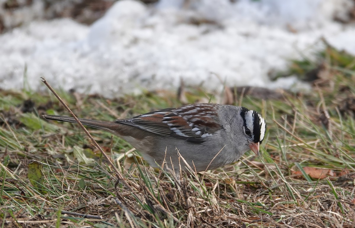 White-crowned Sparrow - Gale VerHague
