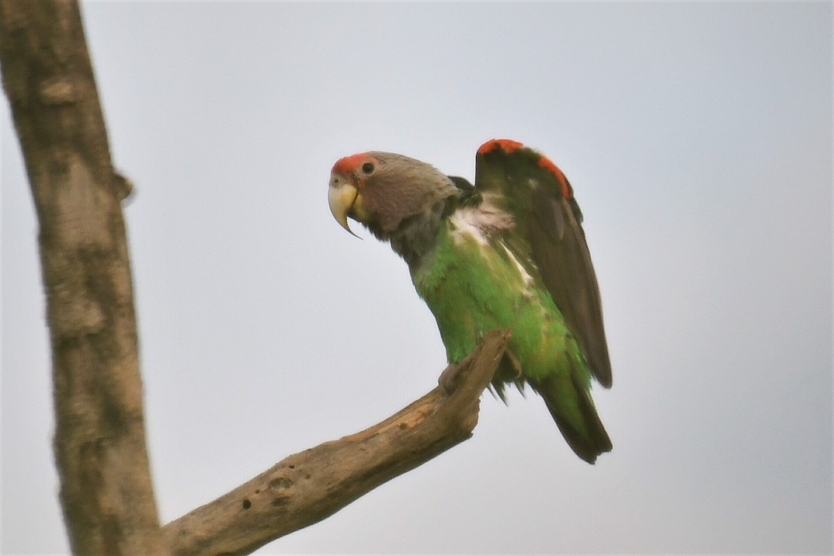 Brown-necked Parrot - ML627074997