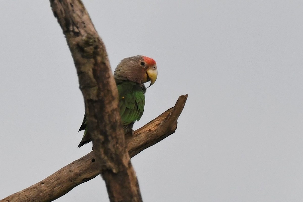 Brown-necked Parrot - ML627075008