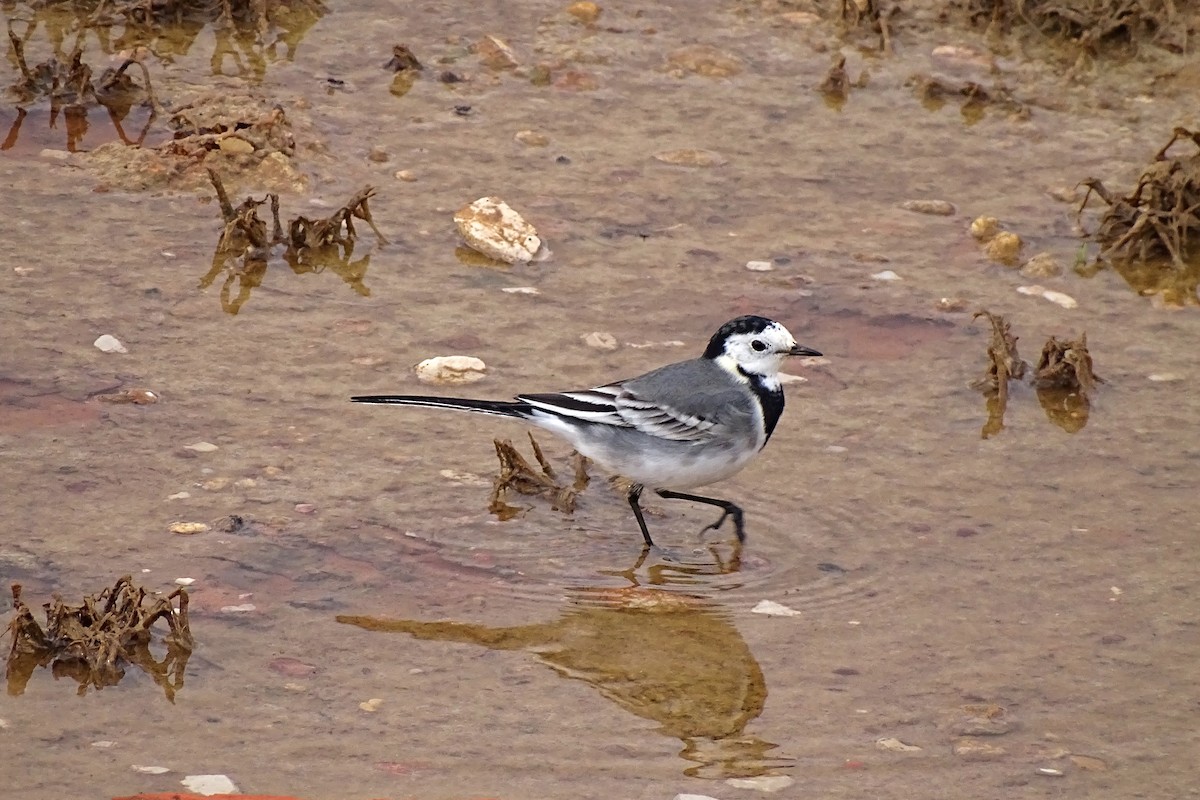 White Wagtail - ML627075086