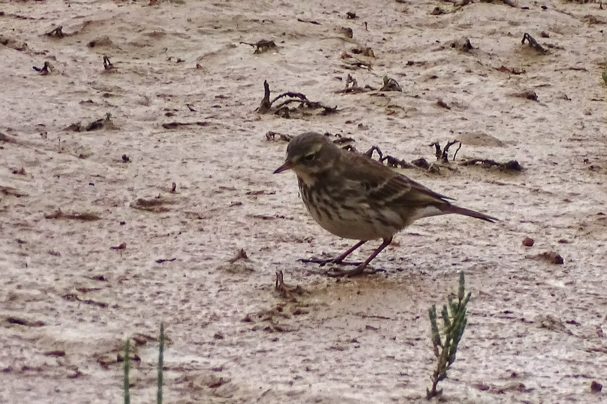 Water Pipit - ML627075090