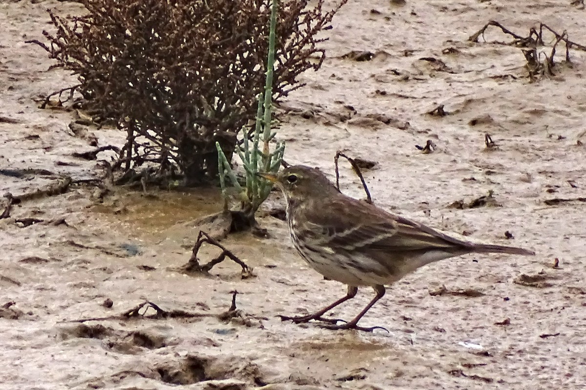 Water Pipit - ML627075092