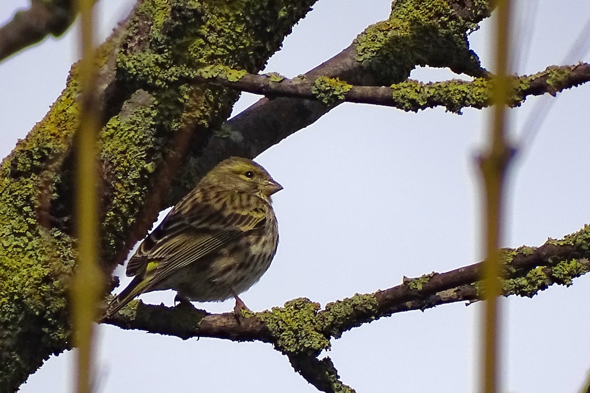 European Serin - ML627075110