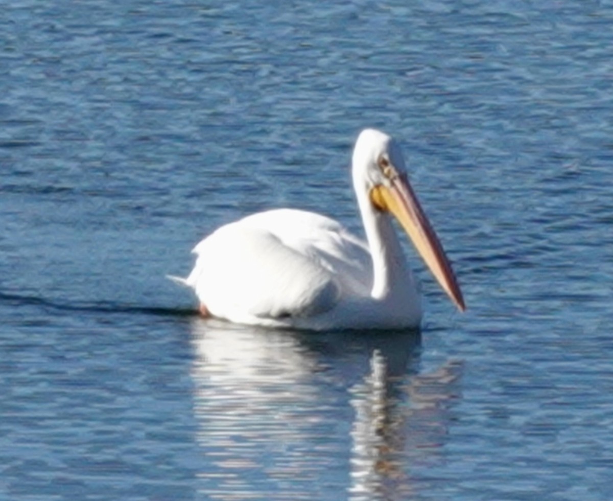 American White Pelican - ML627075137