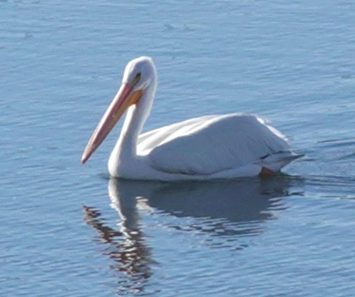 American White Pelican - ML627075145
