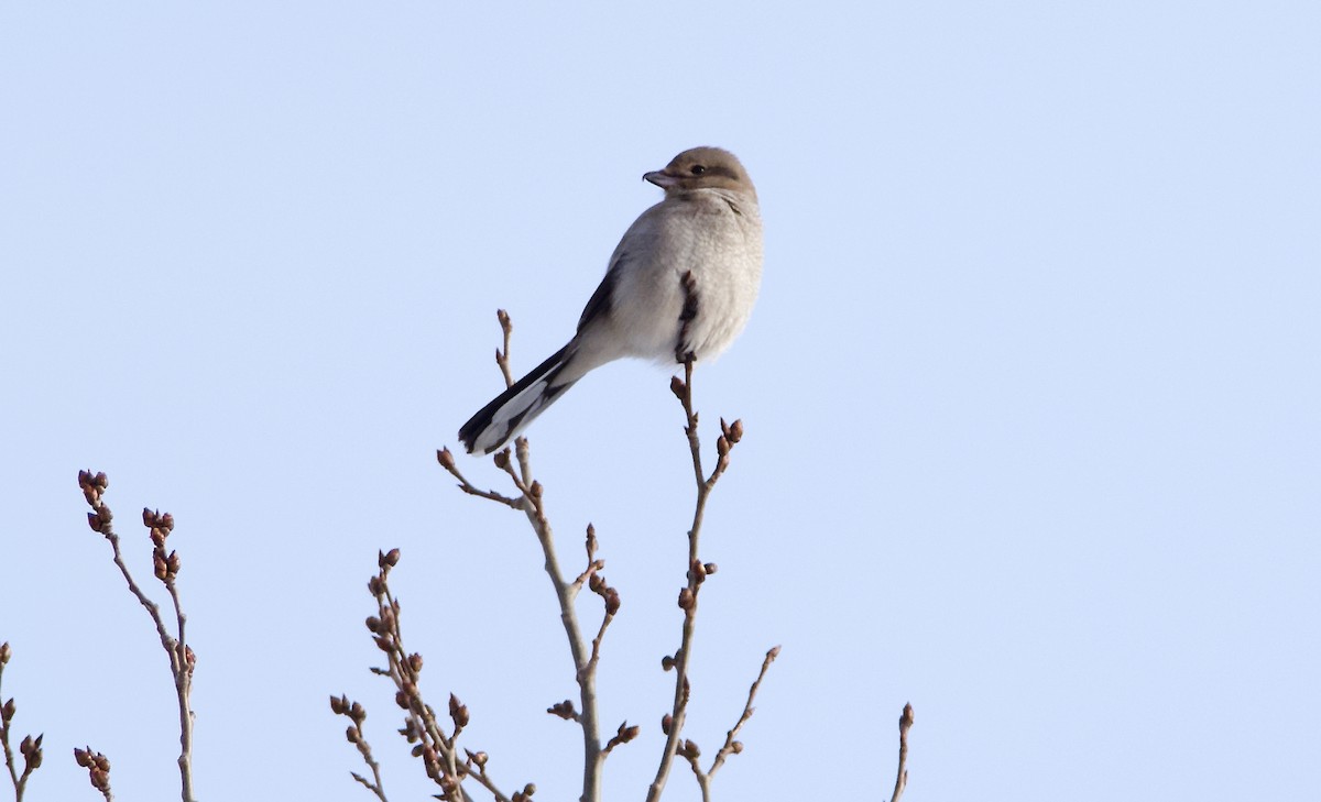 Northern Shrike - ML627075148