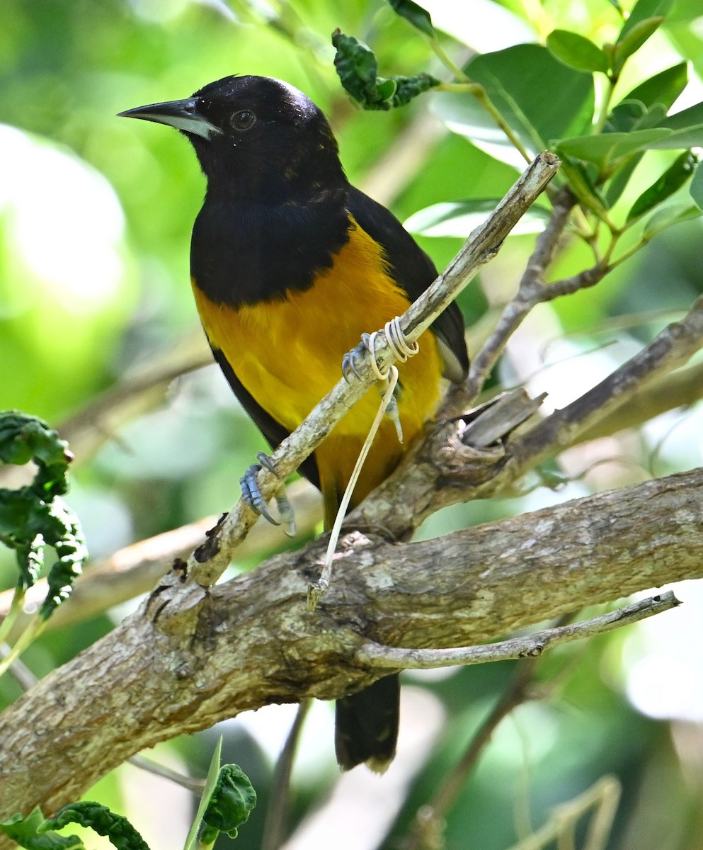 Montserrat Oriole - ML627075170