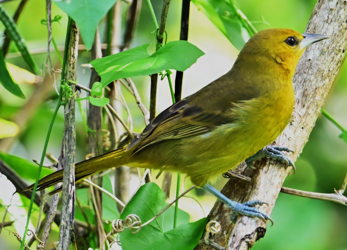 Montserrat Oriole - ML627075177