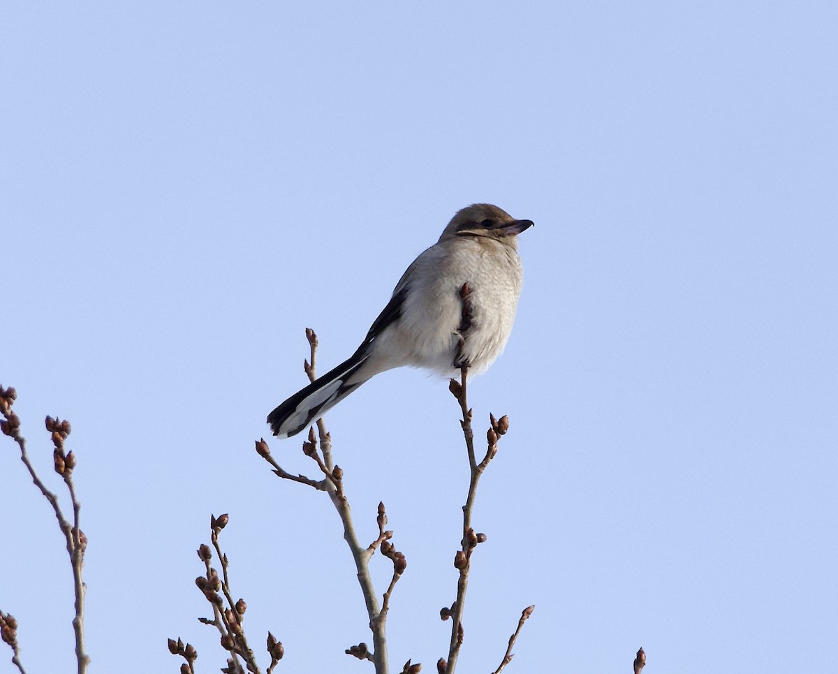 Northern Shrike - ML627075198