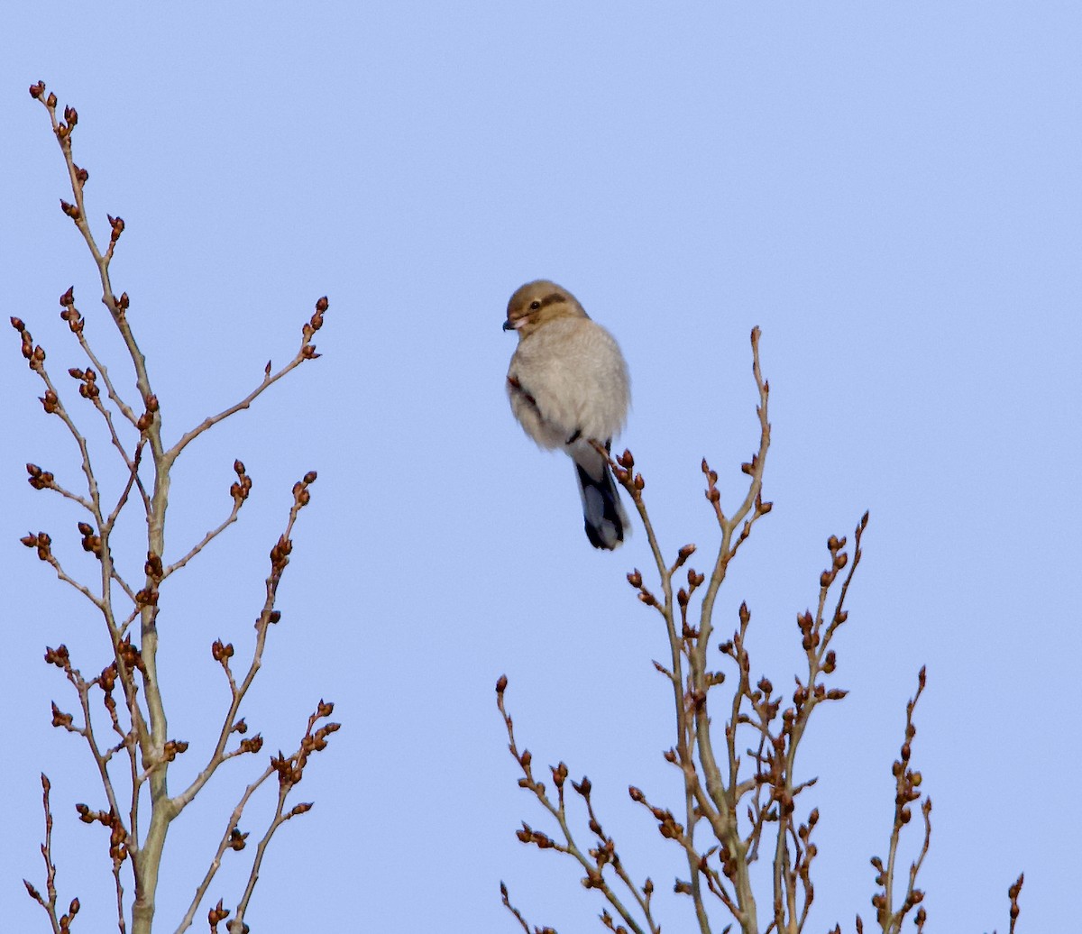 Northern Shrike - ML627075277