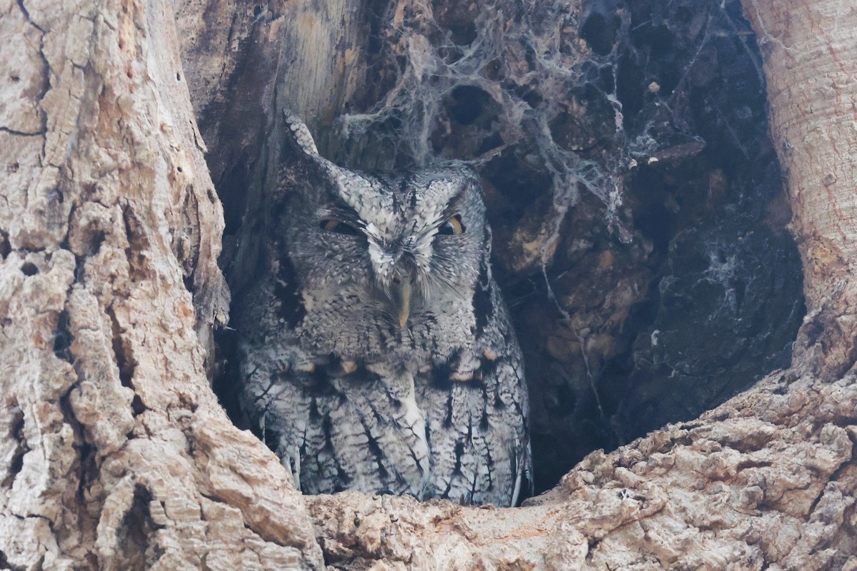 Eastern Screech-Owl (McCall's) - Audrey Whitlock