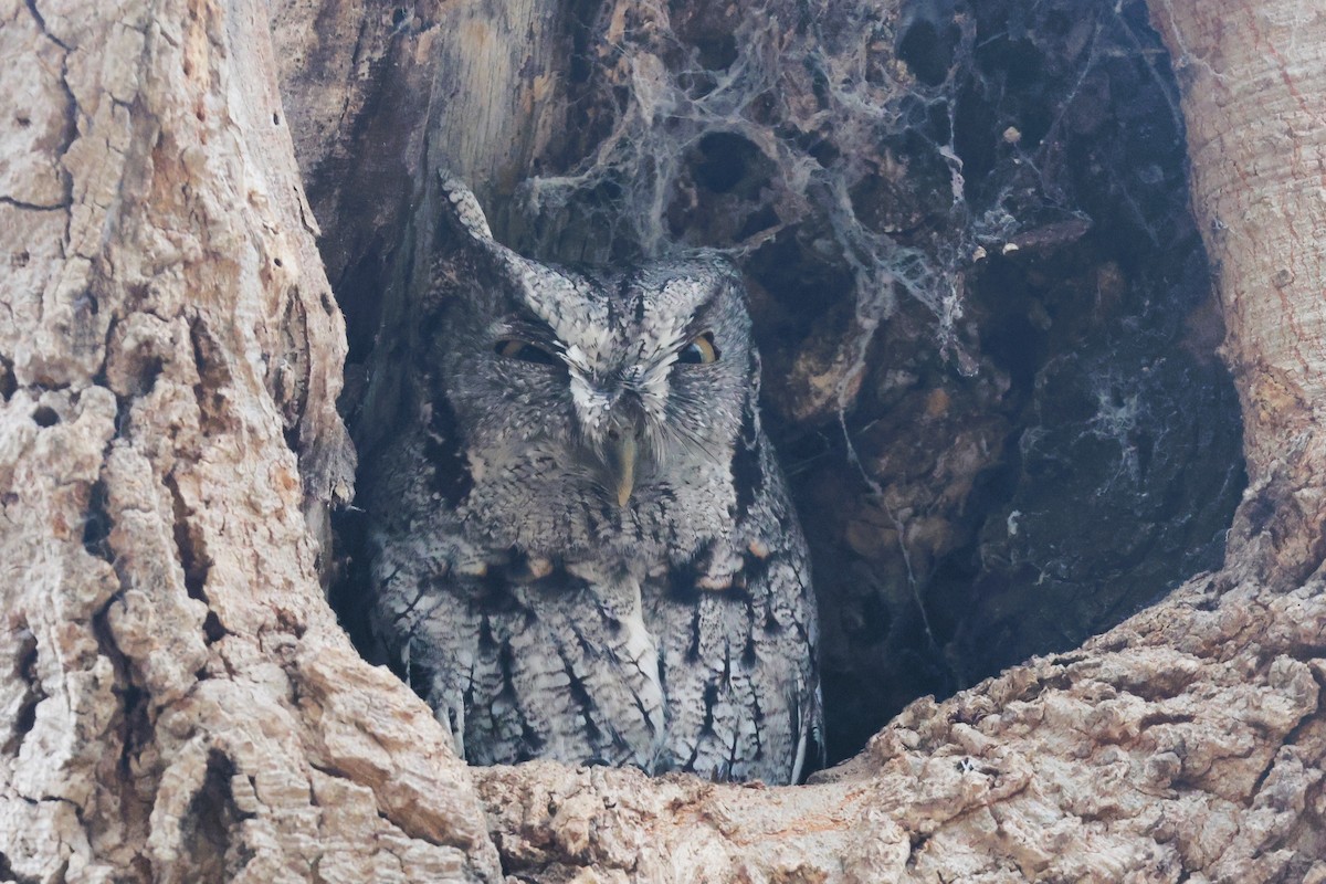 Eastern Screech-Owl (McCall's) - ML627075477