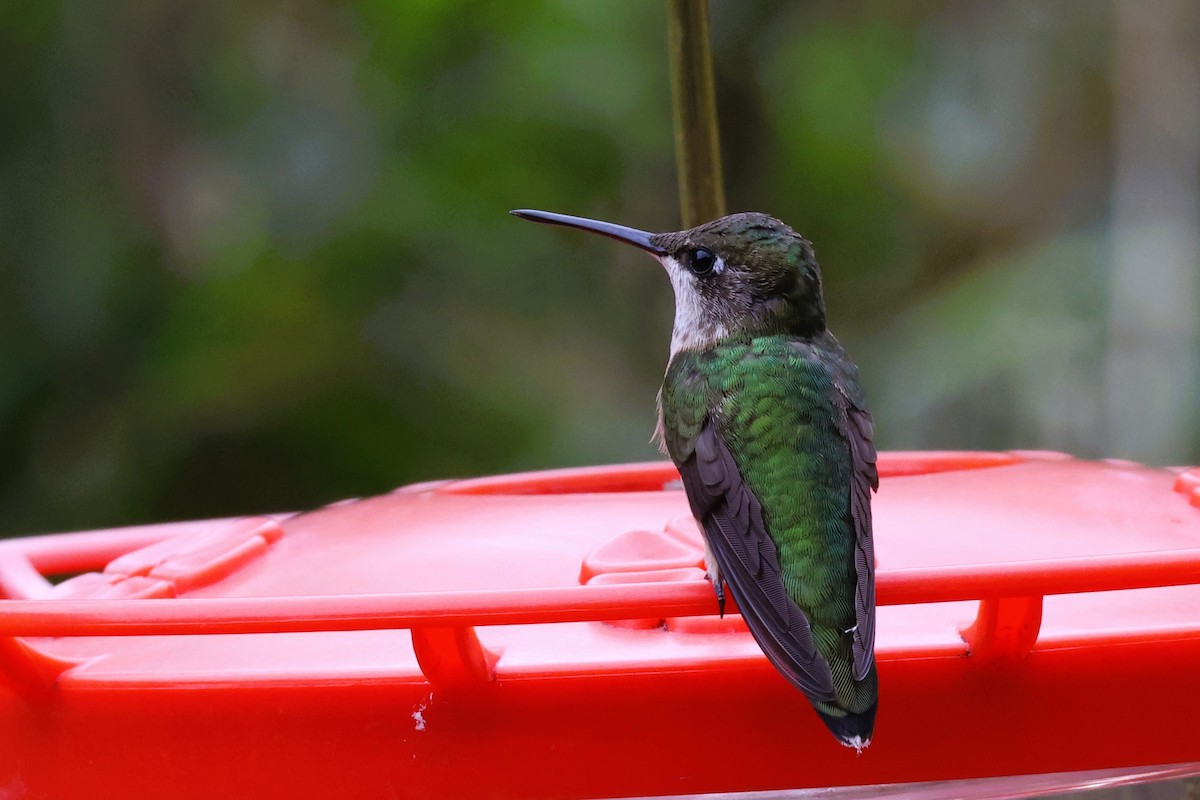 Ruby-throated Hummingbird - ML627075514