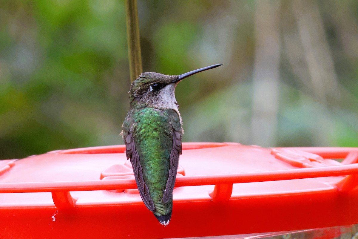 Ruby-throated Hummingbird - ML627075515