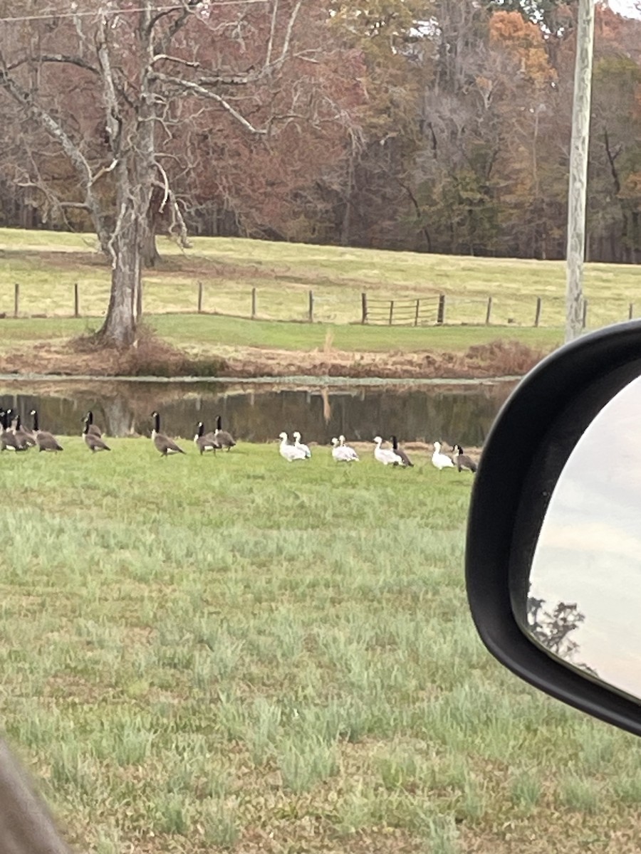 Snow Goose - ML627075702