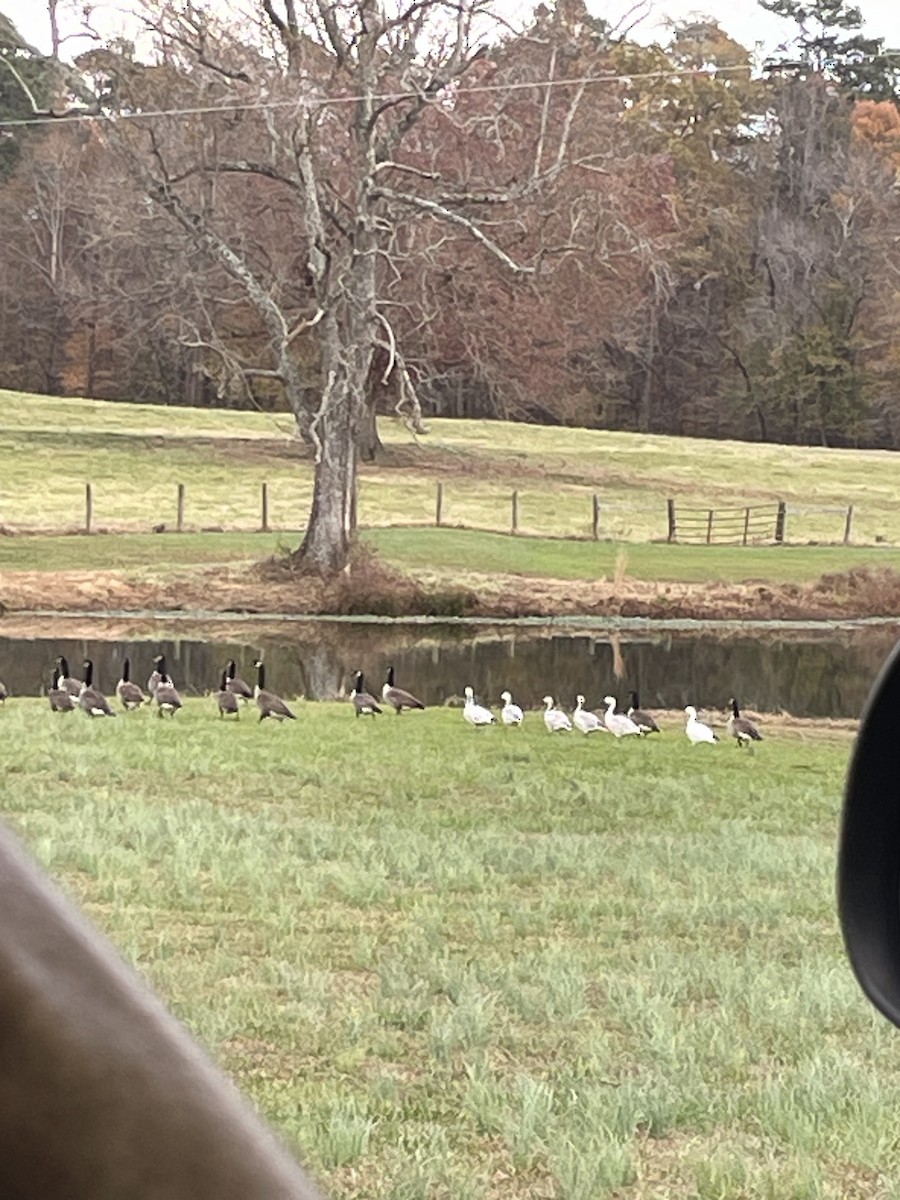 Snow Goose - ML627075708
