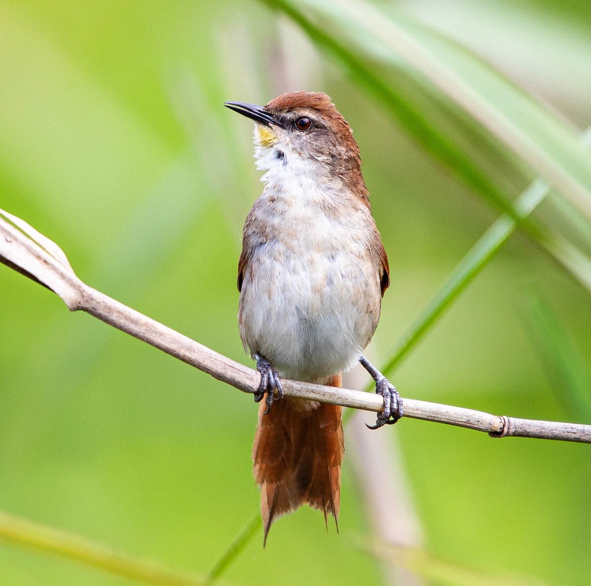 Yellow-chinned Spinetail - ML627075742