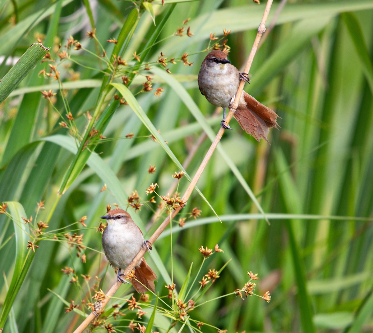 Yellow-chinned Spinetail - ML627075743