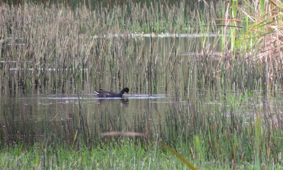 Gallinule d'Amérique - ML62707581