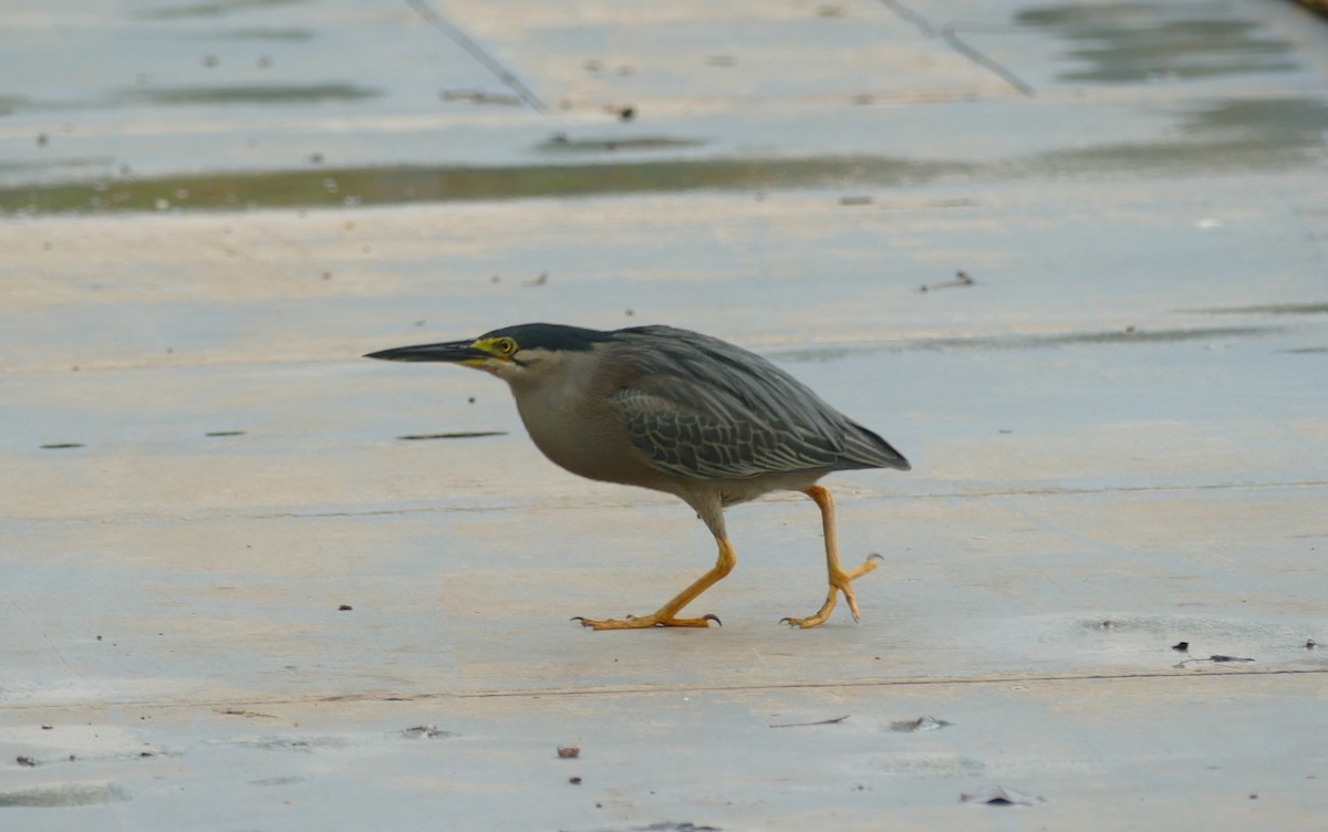 Striated Heron - ML627075873