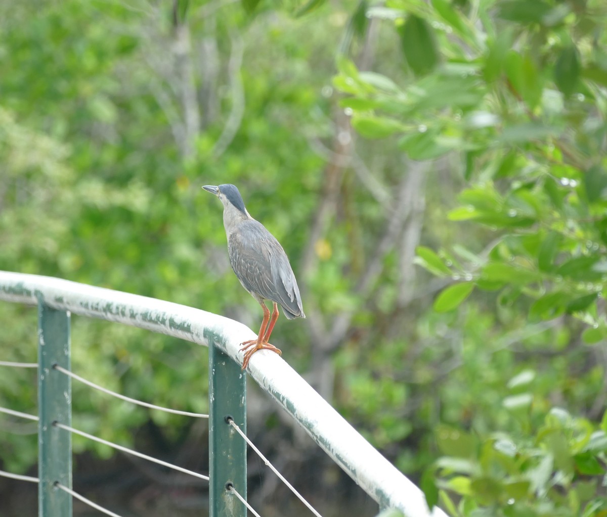 Striated Heron - ML627075874