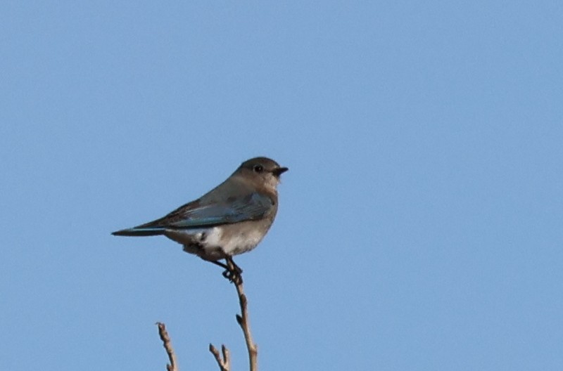 bluebird sp. - ML627076145