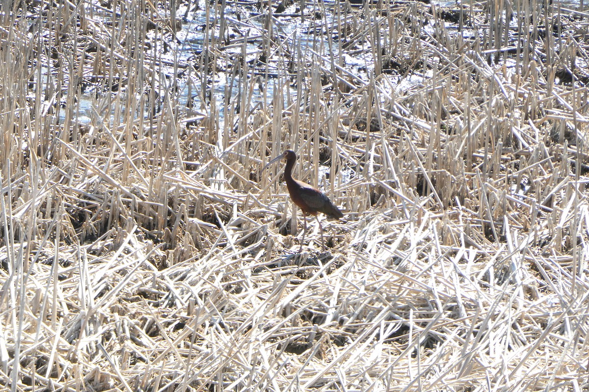 White-faced Ibis - ML627076227