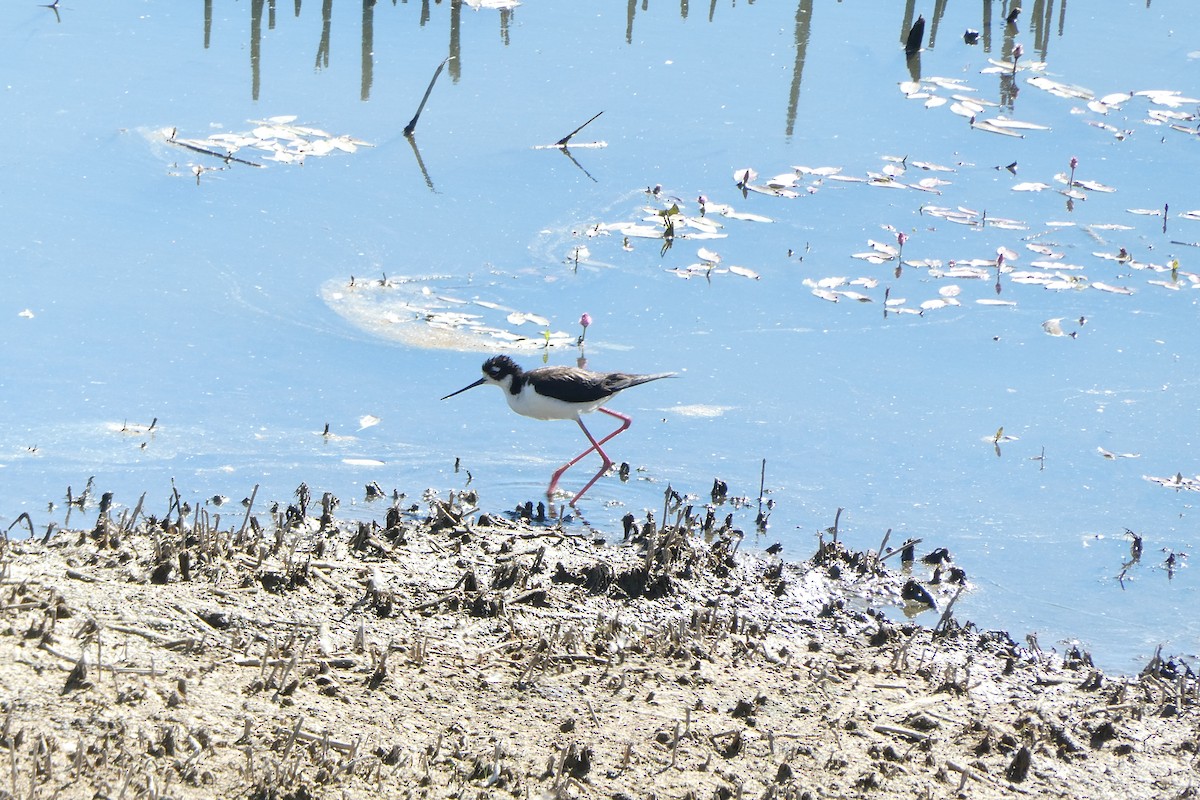 Black-necked Stilt - ML627076239