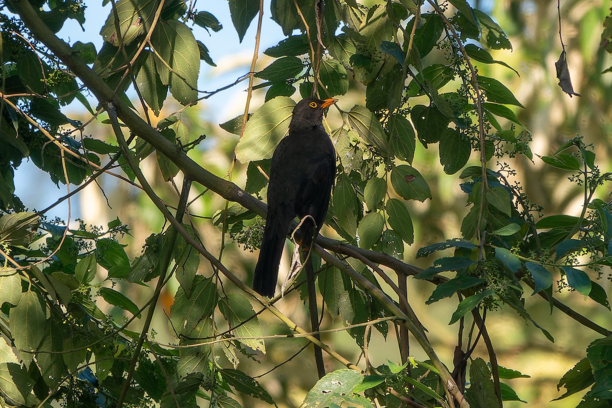 Great Thrush - ML627076288