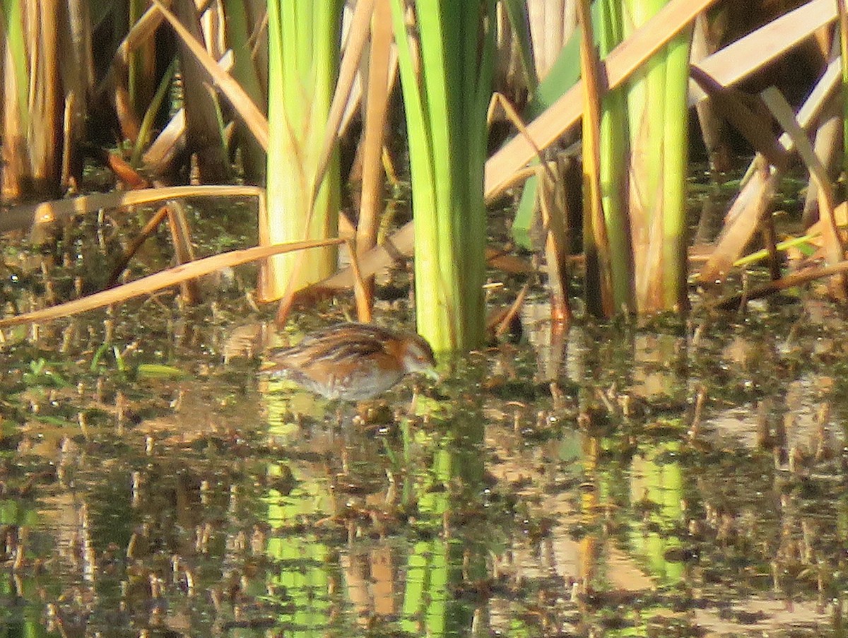 Baillon's Crake - ML627076326