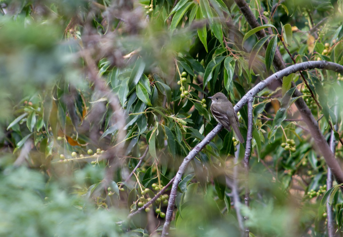 Alder Flycatcher - ML627076584