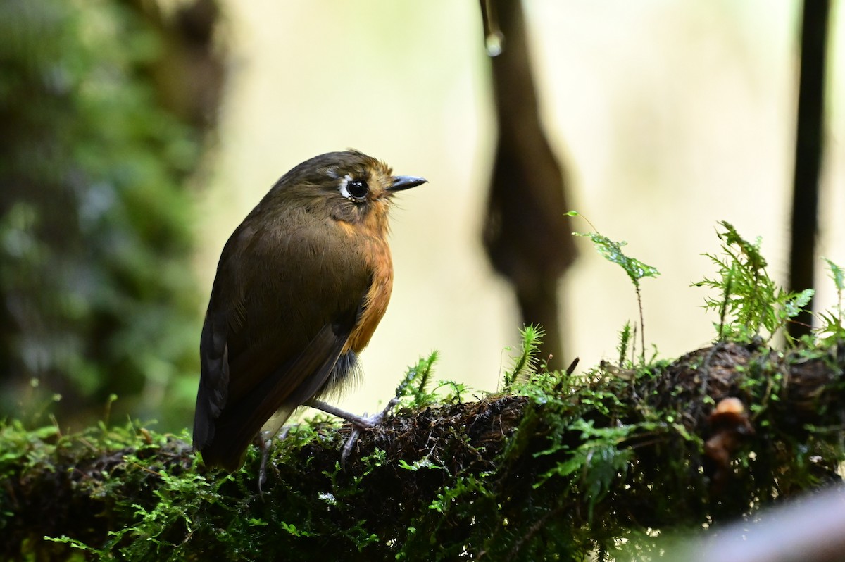 Leymebamba Antpitta - ML627076586